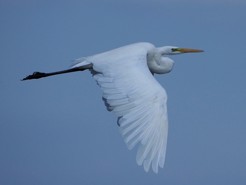 Airone Bianco Maggiore  (Ardea alba)